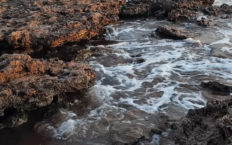 Pesca de corvina negra desde la costa